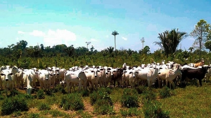 Projeções para pecuária em 2022: o que esperar?