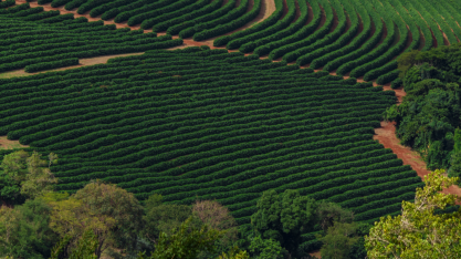 Conab prevê safra de café de 55,7 milhões de sacas em 2022