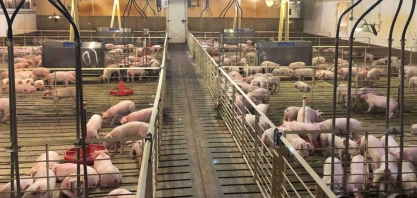 Suínos: Prejuízos de 2021 devem se estender para os primeiros meses de 2022