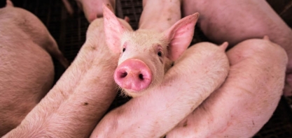 Exportações de carne suína atingem 1,13 mi t em 2021 e batem recorde