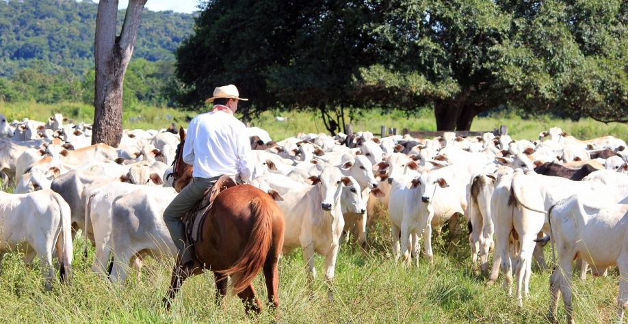 Pecuária nas Américas terá US$ 100 mi para diminuir emissões de CO2 