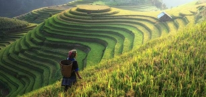 China quer cultivos editados geneticamente em busca de segurança alimentar