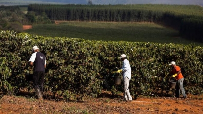 Café:Preço bate recorde com demanda em alta e condições climáticas adversas