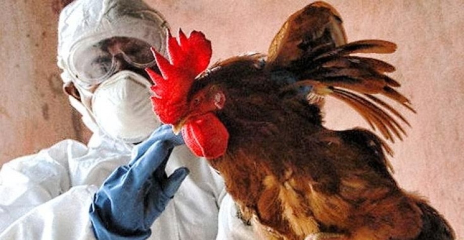 Gripe aviária:França confirma 15 novos casos de cepa HPAI,no total são 231