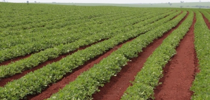 Na ‘terra da cana’,milho e soja comandam aumento da área na safra das águas