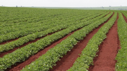 Na ‘terra da cana’,milho e soja comandam aumento da área na safra das águas