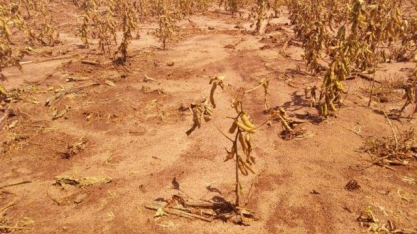 Perdas na safra gaúcha de soja e milho por seca podem somar quase R$ 20 bi