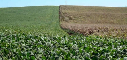 China quer plantar em consórcio 1 milhão de hectares de soja e milho