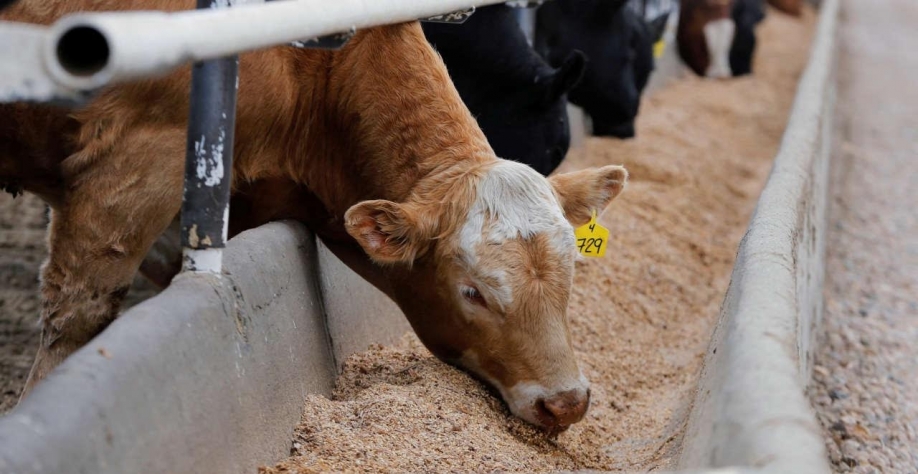 Legenda: A China é o maior importador mundial de carne bovina e o terceiro maior mercado de exportação do Canadá (Imagem: Reuters/Todd Korol)