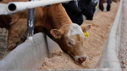 “Vaca Louca”: China e Filipinas suspendem importação de carne do Canadá