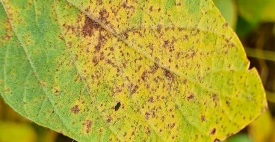 Soja/GO: Identificado caso de ferrugem asiática em Rio Verde