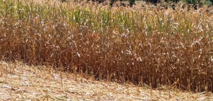 Estiagem castiga plantações e gera prejuízos no Sul e Centro-Oeste