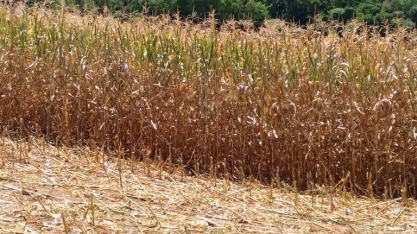 Estiagem castiga plantações e gera prejuízos no Sul e Centro-Oeste