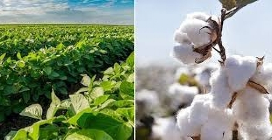 Nova tecnologia da Embrapa vai alertar sobre doenças no algodão e na soja
