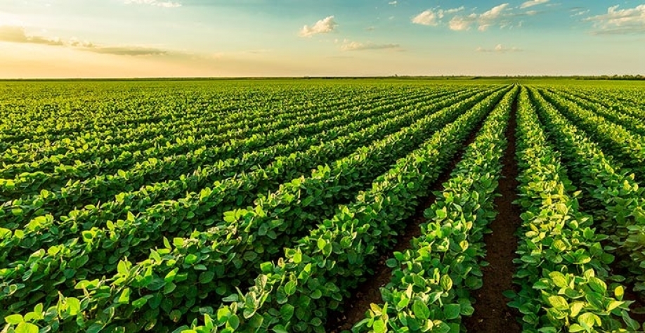 Parte das perdas na soja do Sul deve ser compensada por outros Estados