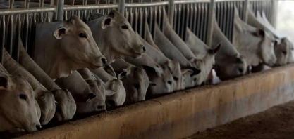 Parlamentares dos EUA e UE pedem que JBS seja investigada por desmatamento