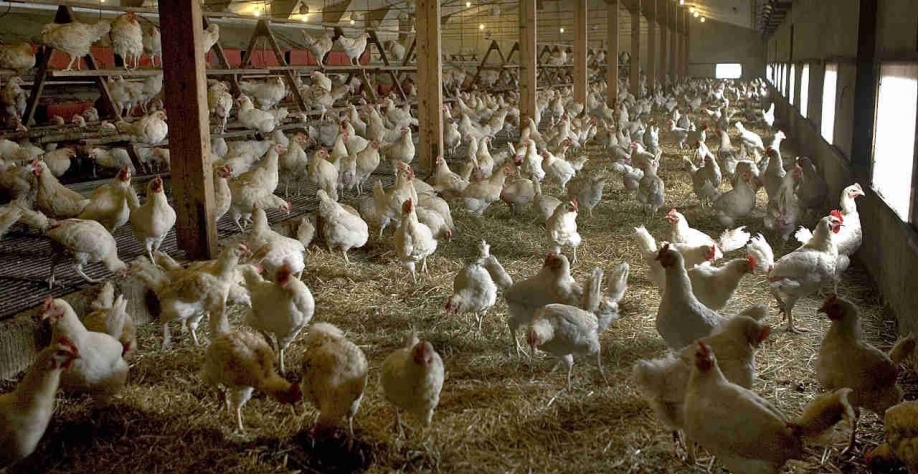 Legenda: Um surto do vírus também foi relatado pelo ministério em uma fazenda na província de Noord Brabant, no sul, de acordo com outro comunicado (Imagem: REUTERS/Michael Kooren)