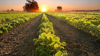 CNA: Agronegócio exporta 19,7% mais em 2021 com recorde de US$ 120,6 bi