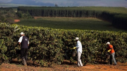 Venda de café da safra 2022/23 do Brasil atinge 32% 