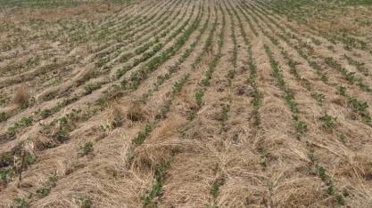  RS: Falta de chuva também prejudica produção de arroz e leite