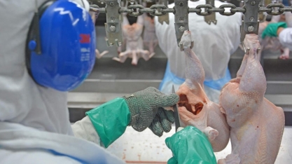 Frigoríficos testam procedimentos de modernização do abate de frangos