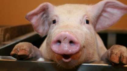 Pesquisadores alemães criarão porcos para transplante de coração em humanos