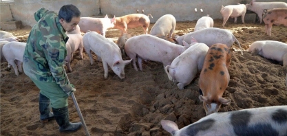 China: Preço do farelo de soja atinge recorde, golpe ao setor de suínos
