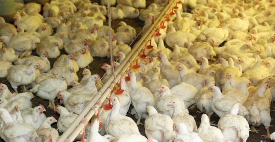 Gripe Aviária/EUA: Reforço de medidas de biossegurança com novos casos