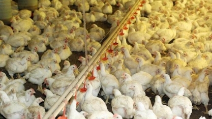 Gripe Aviária/EUA: Reforço de medidas de biossegurança com novos casos