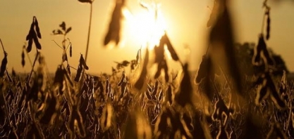 Paraná vive pior crise, e produtividade da soja é a menor em 30 anos