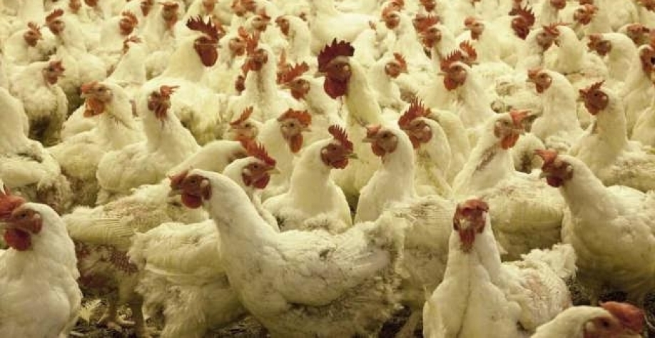China suspende habilitação de 2 unidades de carne de frango do Brasil 