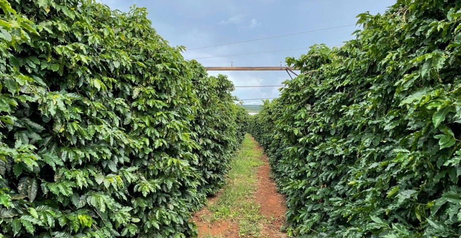 CNC: Balanço Semanal de 7 a 11 de Fevereiro de 2022