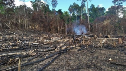 Desmatamento na Amazônia atinge recorde para janeiro