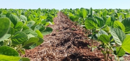 Comprador de soja brasileira mira EUA após quebra de safra