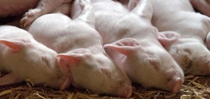 Exportação de carne suína sobe 18% em janeiro apesar de recuo da China