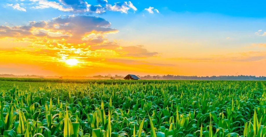 Ritmo de plantio de 2ª safra de milho supera média histórica