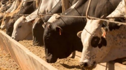 Boi gordo fecha janeiro em alta; setor deverá crescer 17,5% no ano