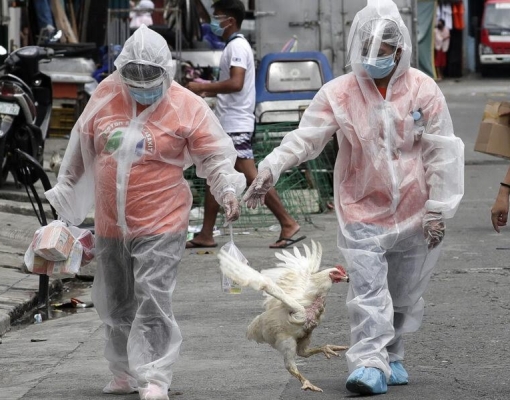 Influenza/EUA: Vírus é encontrado em plantéis não comerciais em NY e Maine