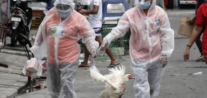Influenza/EUA: Vírus é encontrado em plantéis não comerciais em NY e Maine