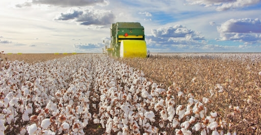 Safra de algodão avança no Brasil com preço em alta