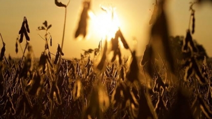 Coamo prevê receber um volume 40% menor de soja por conta da seca