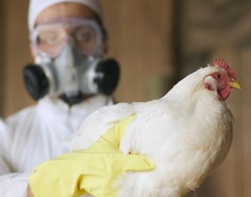 Gripe aviária: França notifica mais 4 casos, total é de 356