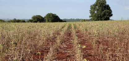 Clima extremo provoca prejuízos bilionários no campo e pressiona alimentos
