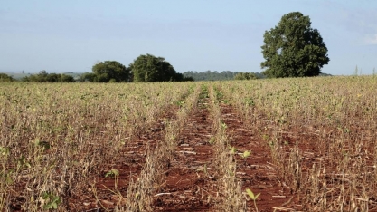 Clima extremo provoca prejuízos bilionários no campo e pressiona alimentos