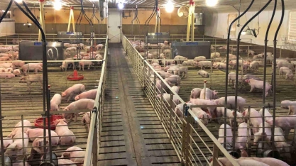 Oferta e custo marcam pior troca de relação da história para o produtor