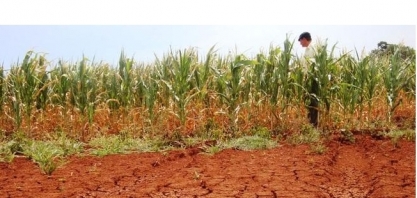 Soja e milho secam e sementes 'cozinham' nos campos gaúchos