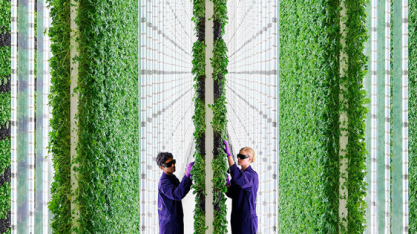 Fazendas verticais: Como o Walmart se prepara para avançar nesse mercado