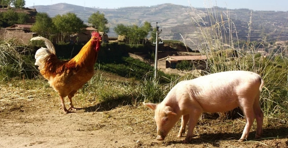 Custo de produção de suínos sobe 6,8% em janeiro e de frango 5,6%