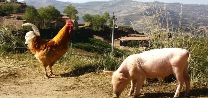 Custo de produção de suínos sobe 6,8% em janeiro e de frango 5,6%