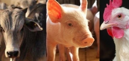 Abate de bovinos e de frango cai no 4º trimestre; de suínos sobe